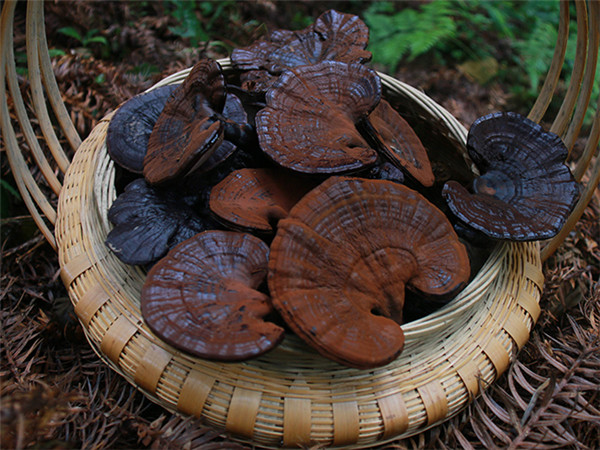 食用菌 (10).jpg 食用菌 (10).jpg